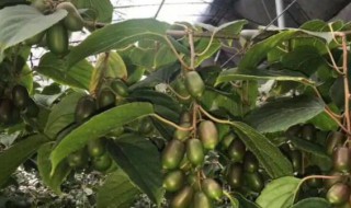 弥猴桃树繁植方法 弥猴桃的繁殖种植技术