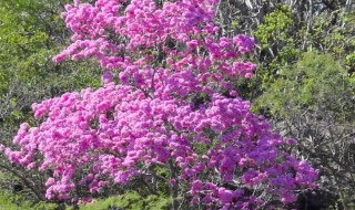 紫花风铃木的品种 紫花风铃木是几年生植物