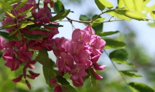 香花槐叶子发蔫发黄怎么办（香花槐叶子发黄原因）