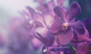 吊篮花卉品种 室外吊篮花卉品种