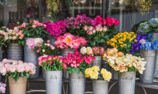 双鸭山适合养什么花（双鸭山好么）