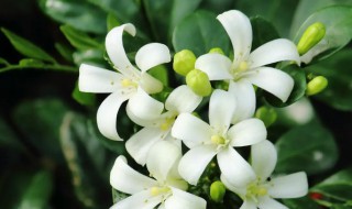 九里香什么时候修剪怎么修剪（九里香几月份修剪最好）