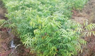 无患子树的种植方法 无患子树苗怎么栽种