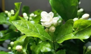 银丝茉莉什么时候开花 银丝茉莉一年开几次花