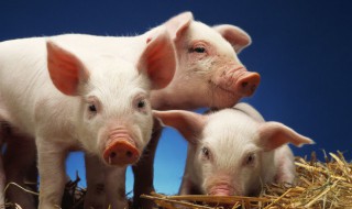 三国时期有圈养的猪吗 猪圈除了养猪还能养什么