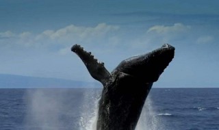 鲸鱼为什么会鲸爆 为什么会发生鲸爆