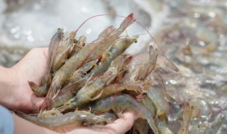 海里的虾和河里的虾能生活在一起吗 海里的虾和河里的虾能生活在一起吗什么意思
