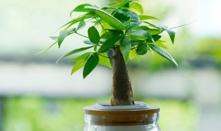 发财树如何浇水施肥最理想（发财树要怎么浇水比较好）