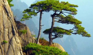 黄山松的松树为什么长在石头上（为什么黄山松生长在石头上）