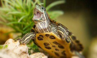 巴西龟多久喂一次食（巴西龟一般几天喂食一次）