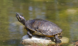 温室龟怎么养成冷水龟 温室龟养成冷水龟难吗