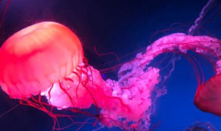 海月水母怎么养 海月水母用什么水养