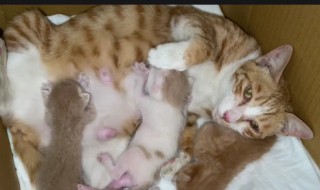 刚出生的猫咪怎么喂养 刚出生的猫咪怎么喂养猫是捡来的