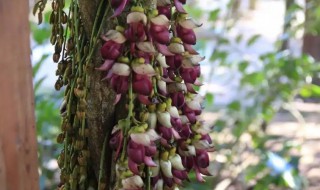 油麻藤种植方法 油麻藤生长环境