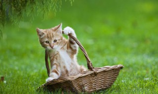 流浪小奶猫怎么养（流浪奶猫怎么喂）