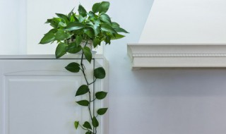 适合室内盆栽大叶子植物都有哪些 适合室内盆栽大叶子植物都有哪些品种