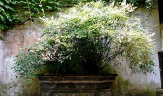 南天竹盆景的修剪方法（园林南天竹什么时候可以修剪）