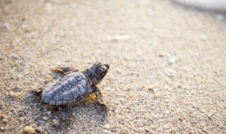 乌龟的寿命一般多少年 普通乌龟的寿命一般多少年