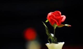情人节送两朵玫瑰代表什么意思（情人节一朵玫瑰的含义）