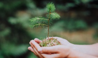 2022年植树节主题是什么（2020年植树节主题）