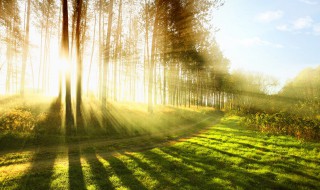 生产者固定的太阳能流向什么方向（生产者固定的太阳能流向什么方向最安全）