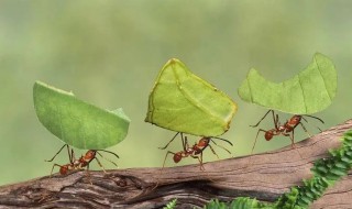 白蚁和蚂蚁的区别（白蚁和蚂蚁的区别图片）