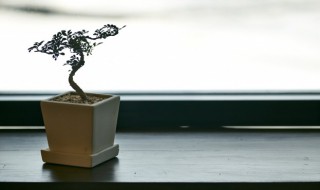 适合室内种植的藤蔓植物有哪些（适合室内种植的藤蔓植物有哪些图片）