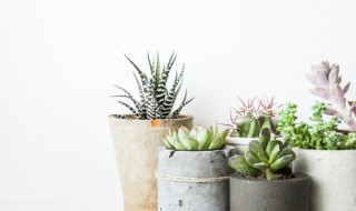 怎样养植多肉植物（如何养殖多肉）