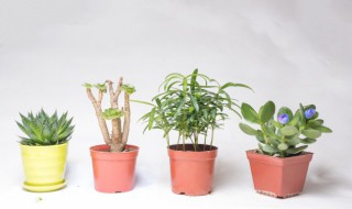 被子植物和裸子植物的区别 种子植物被子植物和裸子植物的区别