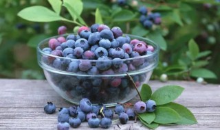 蓝莓鲜果如何保存呢（蓝莓鲜果怎么保存）