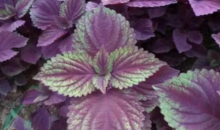 新鲜紫苏叶如何保存（新鲜紫苏叶怎么保存）