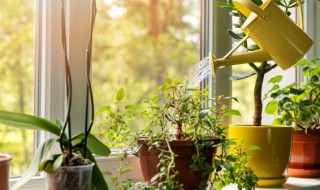 植物在室内可以进行光合作用吗（植物在室内能进行光合作用吗）
