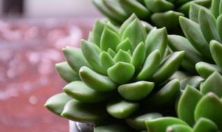 多肉植物的冬型种怎样养植（冬养型多肉有哪些）