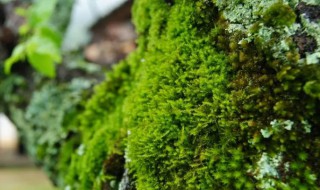 苔藓可食用吗 苔藓是否可食用