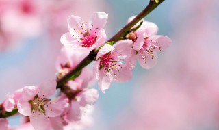桃花杏花梨花的开花顺序是啥 梨花和杏花哪个先开花?