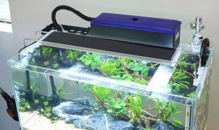 下过滤鱼缸滤材怎么放（下过滤鱼缸滤材怎么放视频）