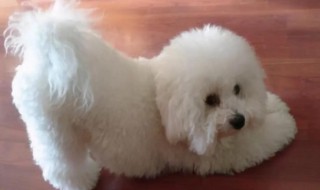 比熊好养吗体制怎么样 比熊狗容易养吗