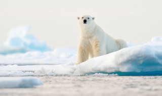 南极为什么比北极冷 南极为什么比北极冷阅读答案