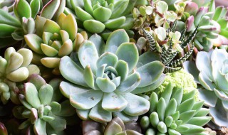 千佛手的繁殖方法有哪些（千手佛怎么繁殖图解）