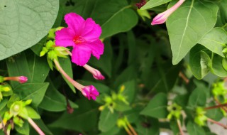 紫茉莉有什么种植方法（紫茉莉种植方法和注意事项）