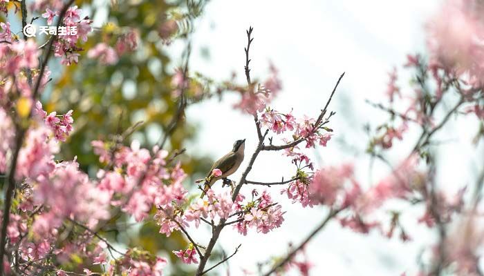 游园不值的不值什么意思