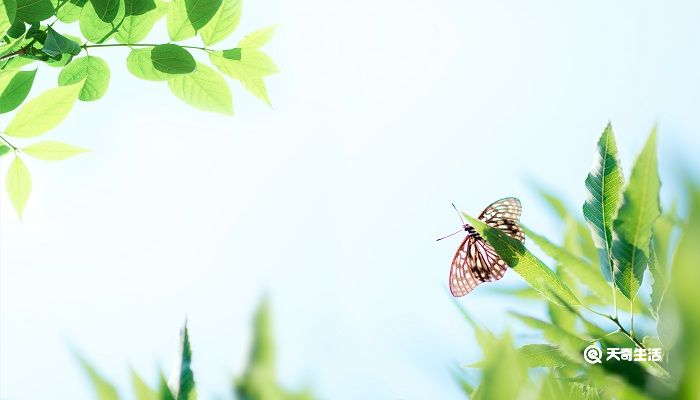 绝句迟日江山丽这首诗的意思