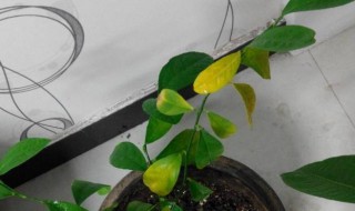 柠檬树叶子发黄怎么办 柠檬树的叶子发黄了怎么办