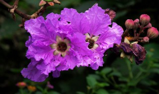 盆栽紫薇花该如何养呢 紫薇花怎么养