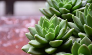 多肉植物千佛手怎么养 千佛手多肉用什么盆栽好看