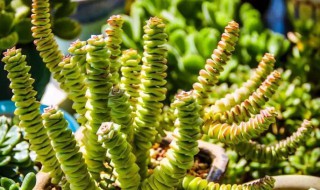 钱串子叶子黄怎么回事（钱串叶子发黄怎么回事）