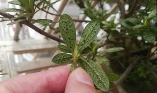 杜鹃花掉叶子怎么办（杜鹃花掉叶子怎么办杜鹃花掉叶子解决办法）