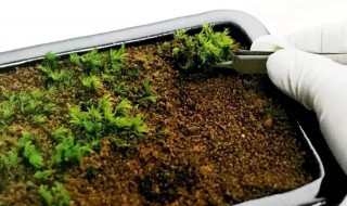怎样让盆景的苔藓快速繁殖 盆栽苔藓的养殖方法