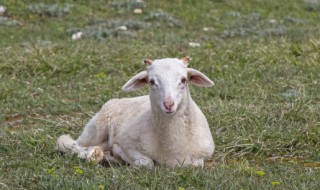 为什么澳洲冬季剪羊毛（澳洲羊剪毛是真羊毛吗）