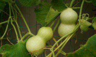 怎样去除葫芦里的怪味（怎么去除葫芦里的味道）